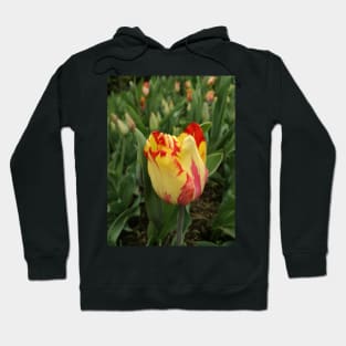 Sunrise on the petals Hoodie